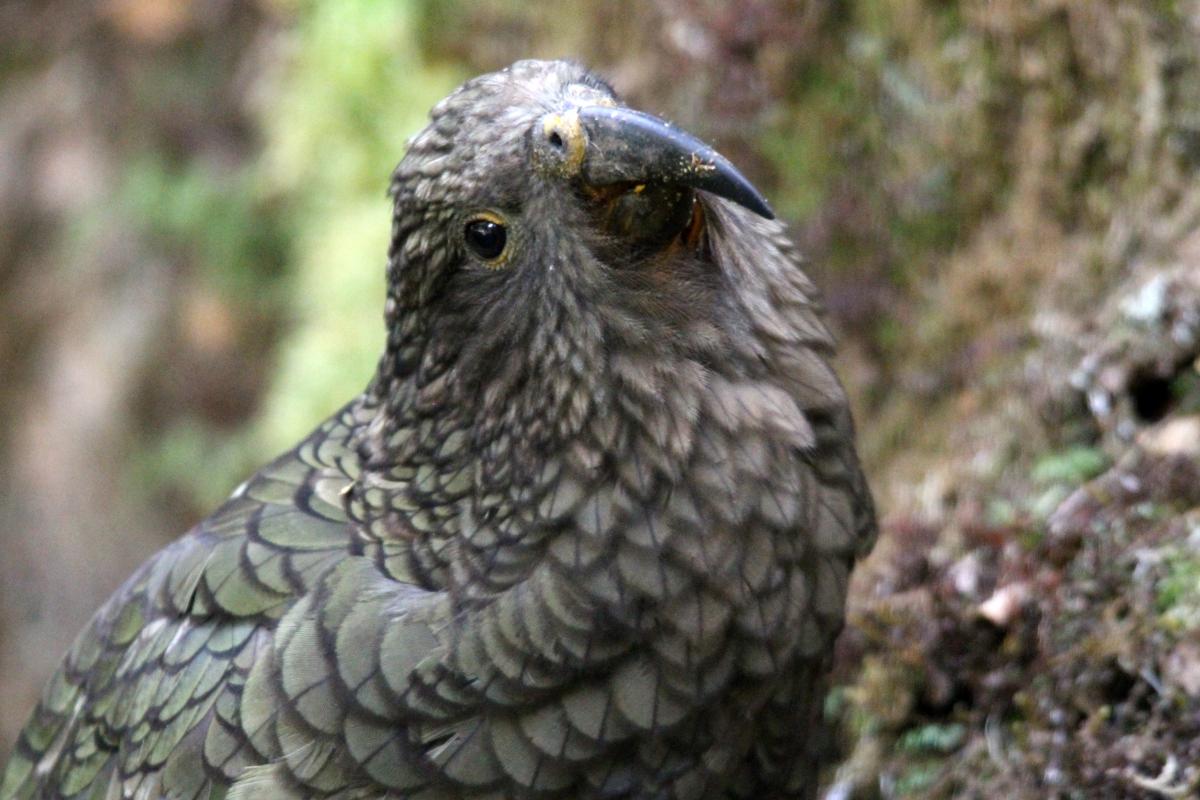 Kea (Nestor notabilis)